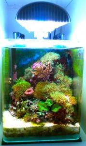 Meerwasser-Nano 10l